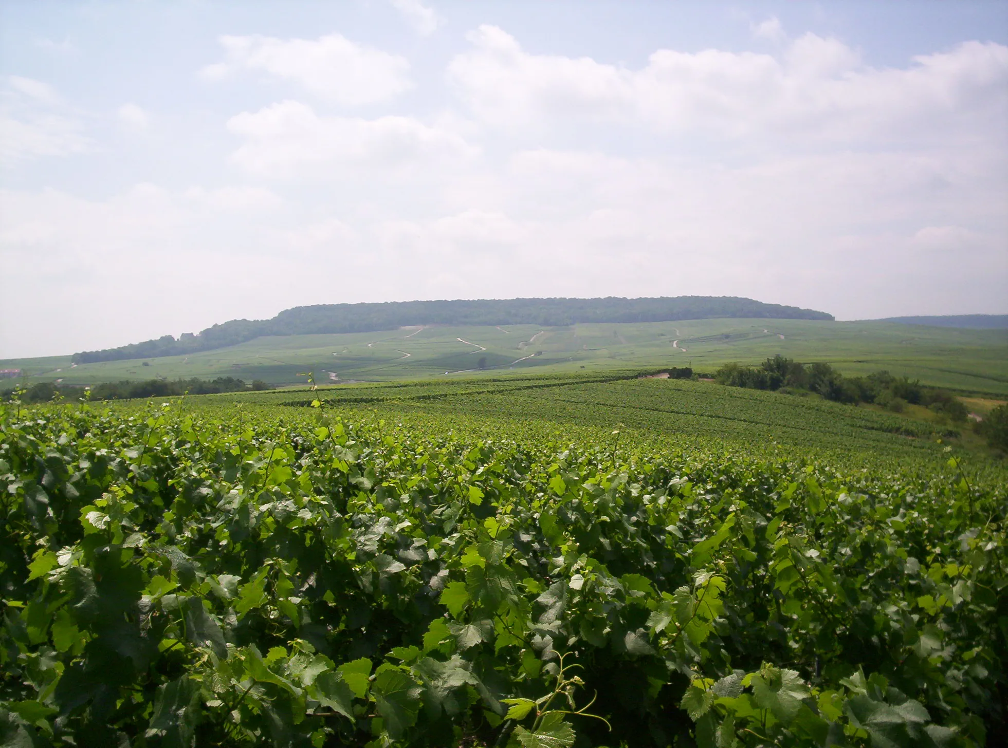 Vineyards seen from the heights of Chouilly towards Château de Saran and Cramant