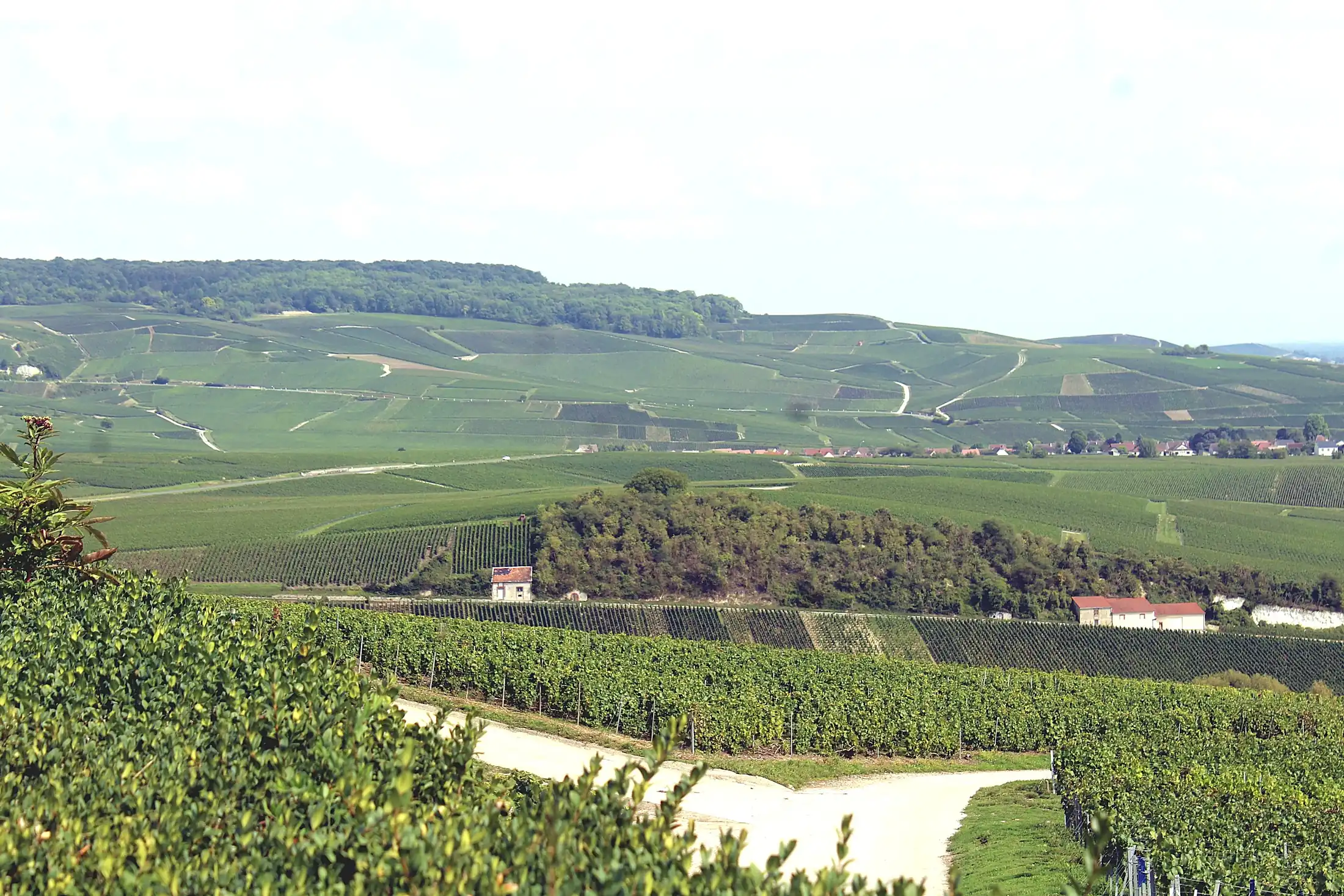 Vineyard slopes and the Marne Valley viewed from Hautvillers