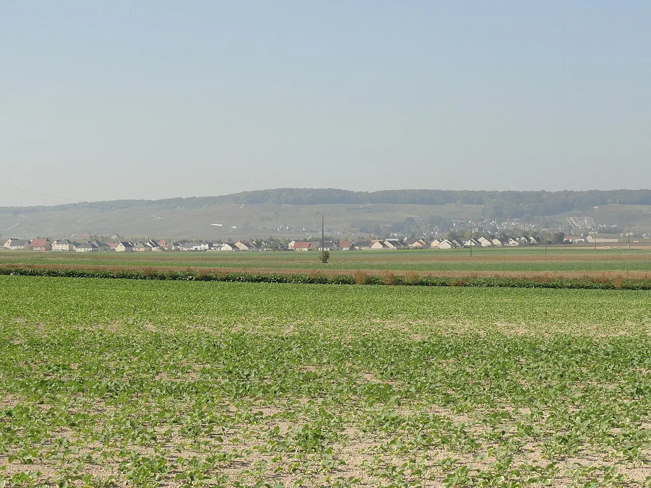 Vineyards at Avize, Côte des Blancs