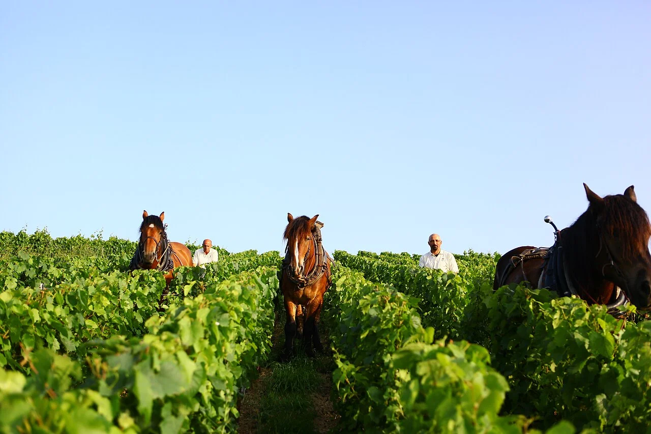 Clos des Goisses vineyard at Mareuil-sur-Aÿ, Champagne Philipponnat