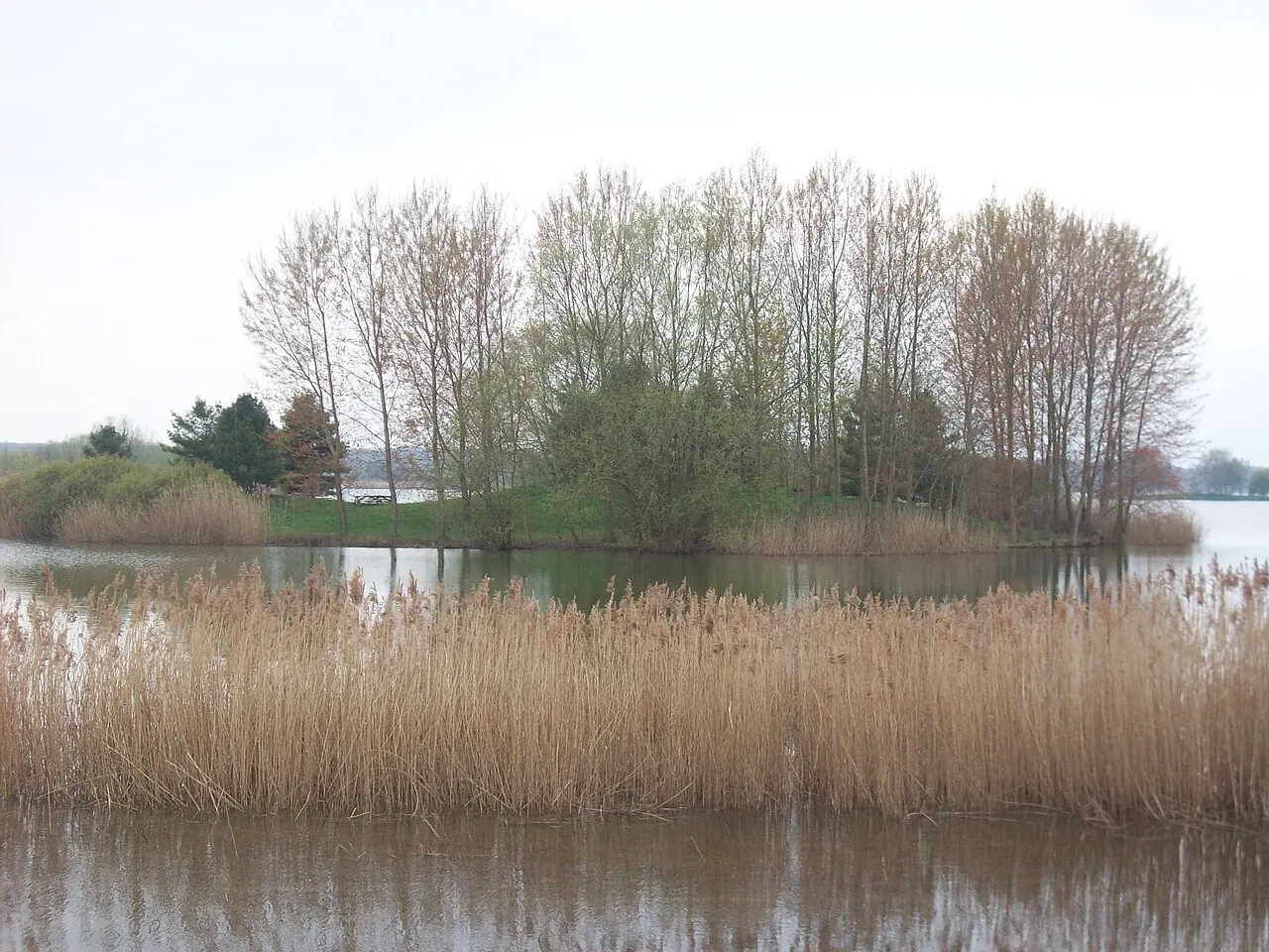 October Ends — CC BY-SA 3.0 Reeds beside the Île aux Carpes at Lac Amance in the Aube