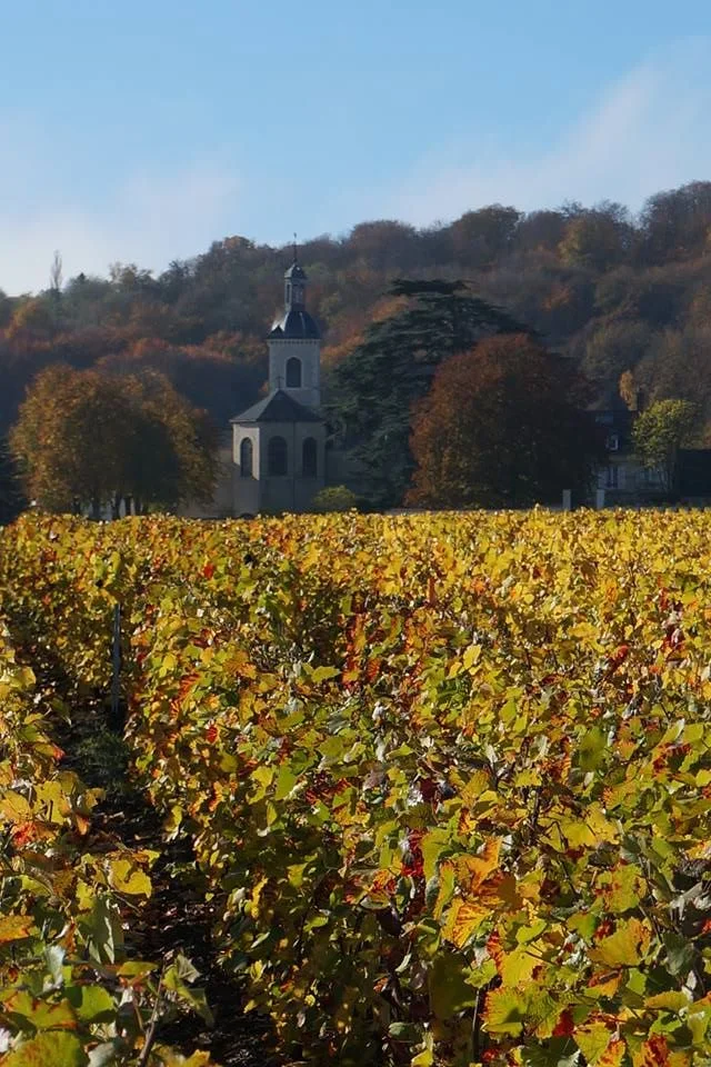 Vineyards in Verzy